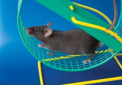 A black mouse runs on a yellow and green spinning wheel against a blue background A black mouse runs on a yellow and green spinning wheel against a blue background